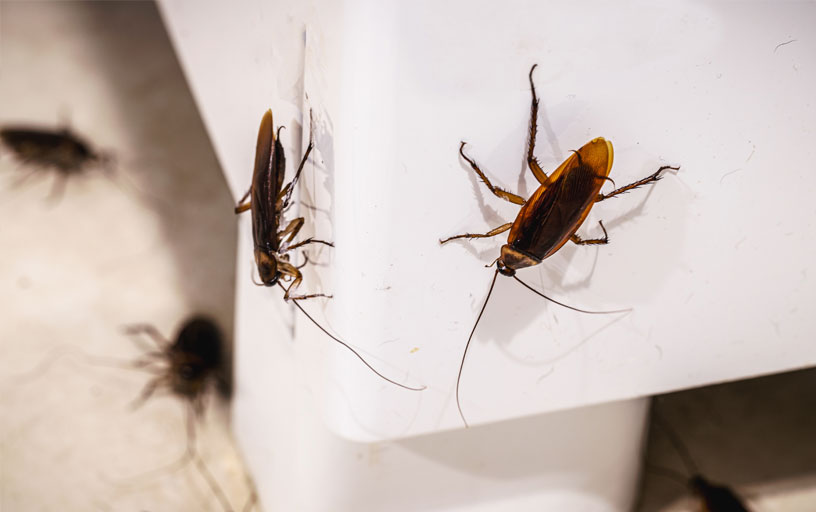 Cockroach-Control-in-York