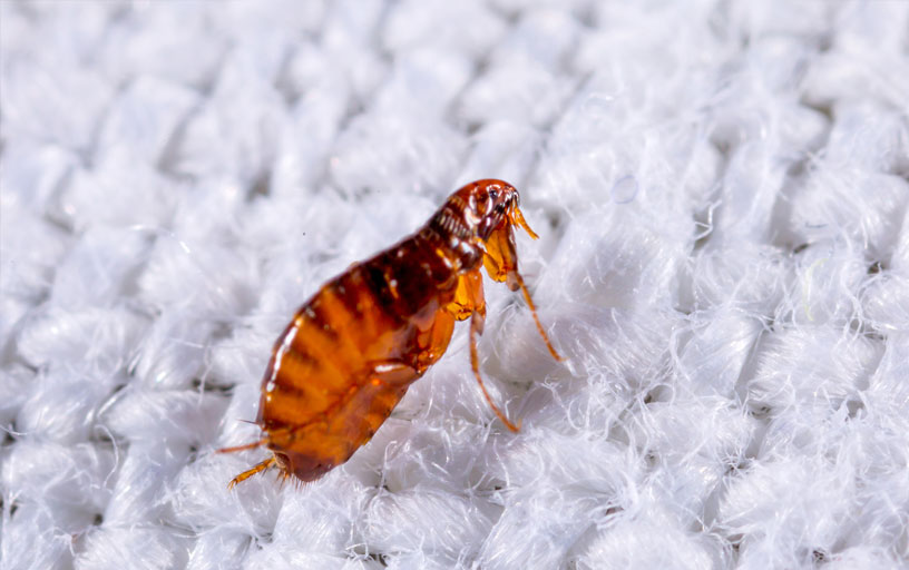 Flea-control-in-York
