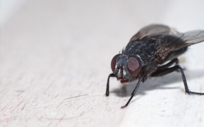 Springtime Pests