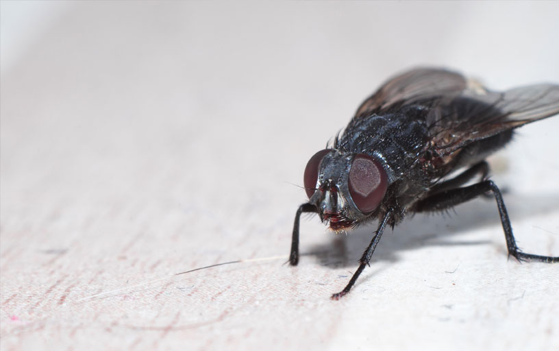 Fly-removal-in-York
