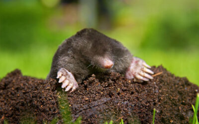 Damage Moles Can Cause