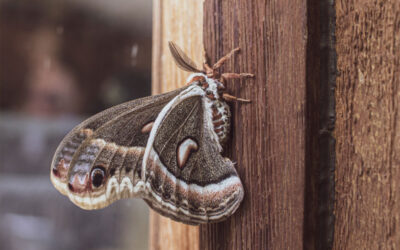 The Damage Moths Can Do in Your Home