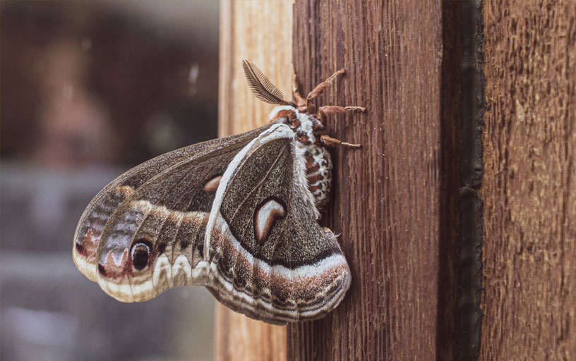 Moth-Control-in-York