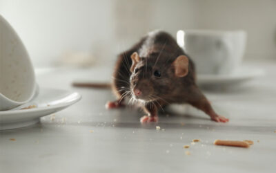 Pest Control York