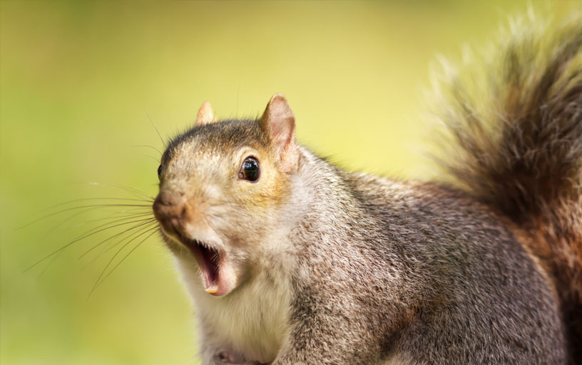 Squirrel-Removal-York