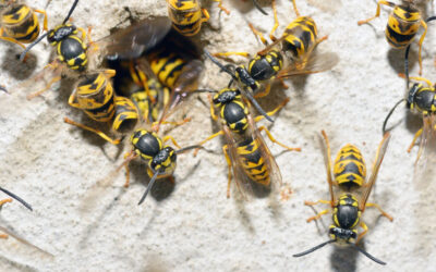 Wasp Nest Removal In Easingwold and Surrounding Areas