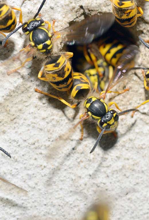 Wasp-Nest-Removal-in-the-Easingwold-area Wasp-Nest-Removal-in-the-Easingwold-area
