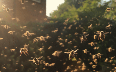 Wasp Season in North Yorkshire