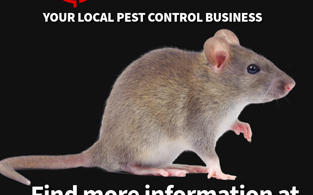 Mouse Removal York