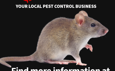 Mouse Removal York