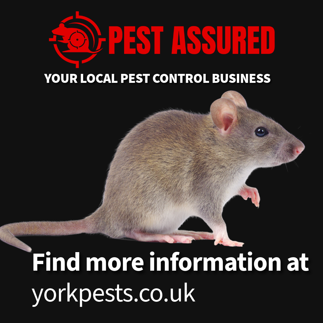 Mouse Infestation