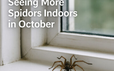 Why You’re Seeing More Spiders Indoors in October