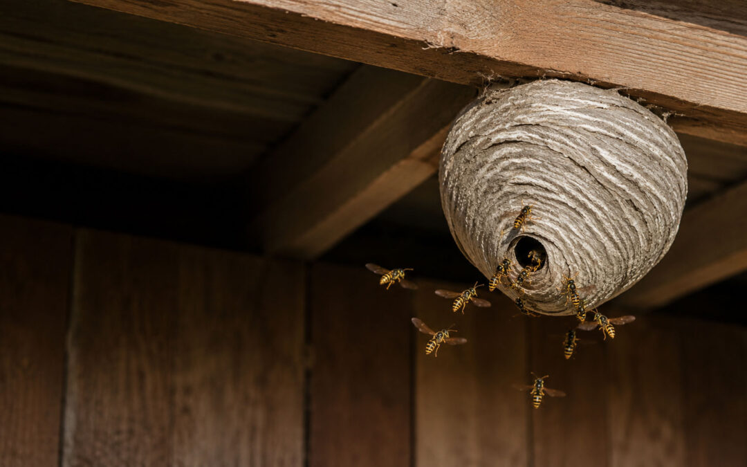 Wasp Nest Removal York – Why Wasps Become a Problem and What You Should Do
