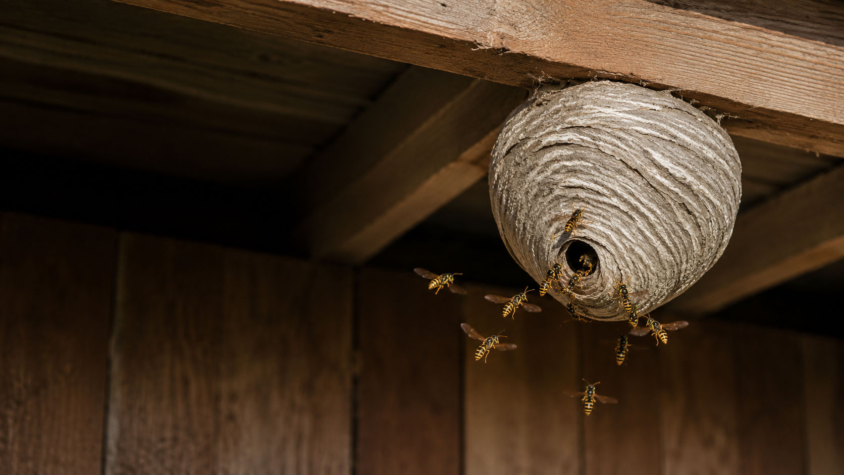Wasp nest removal in York