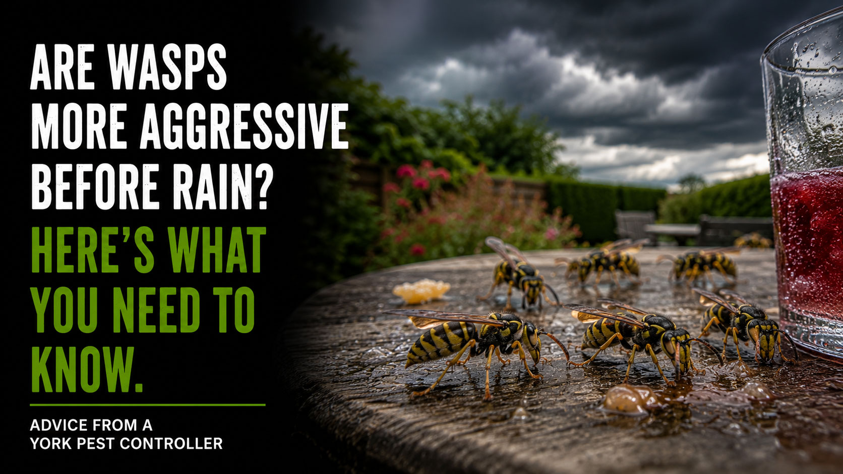 Are-wasps-more-aggressive-in-the-rain