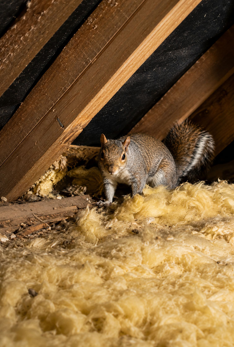 Remove-a-squirrel-from-a-loft-in-York Remove-a-squirrel-from-a-loft-in-York