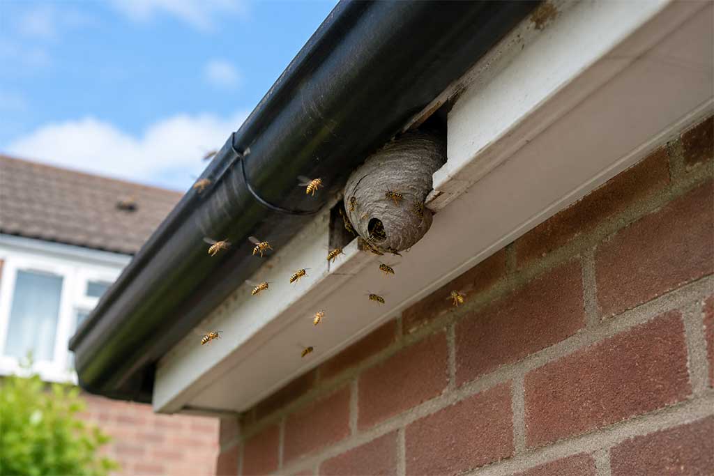Wasp-nest-in-a-house-eaves-in-York Wasp-nest-in-a-house-eaves-in-York