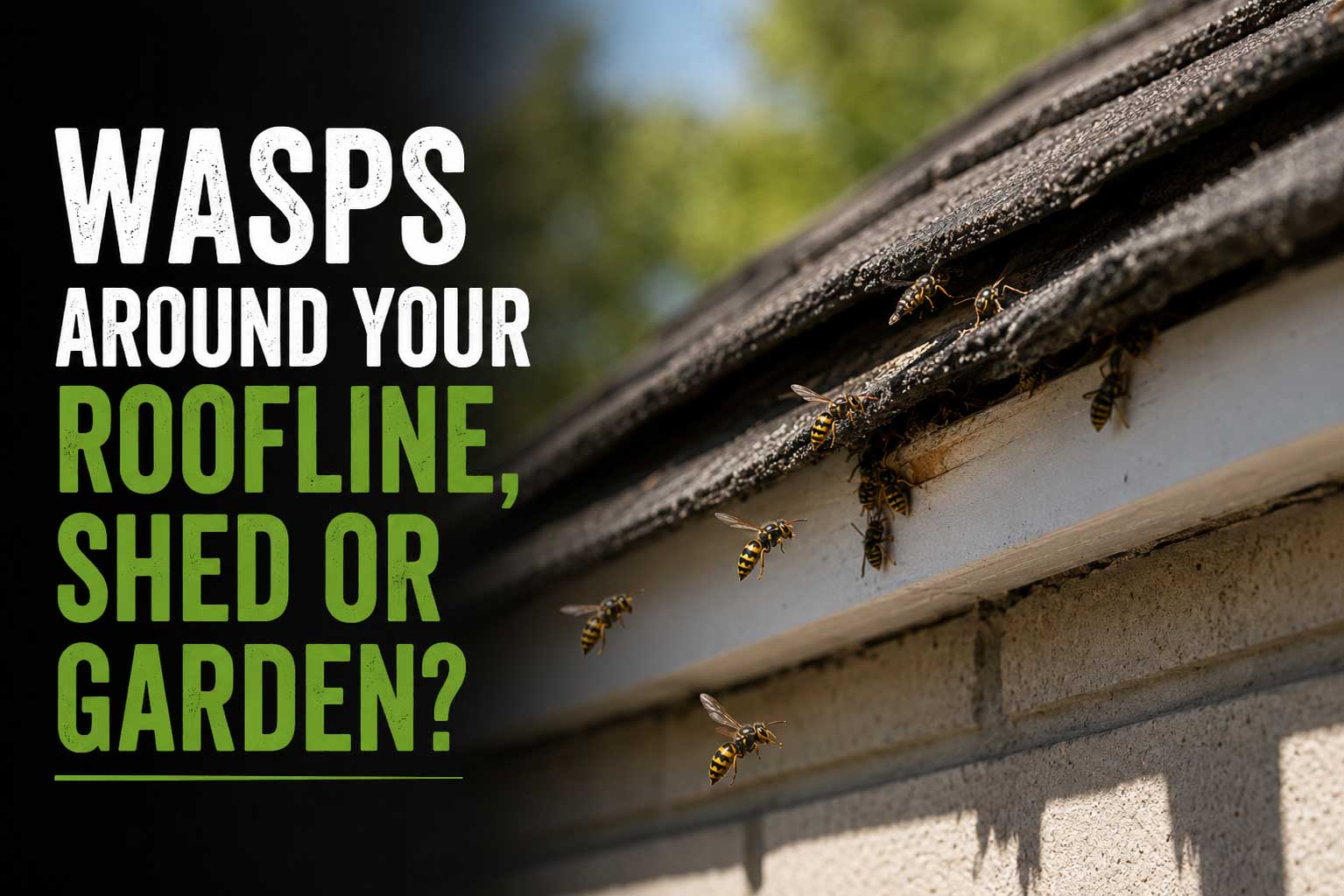 Wasps entering roofline near York home.