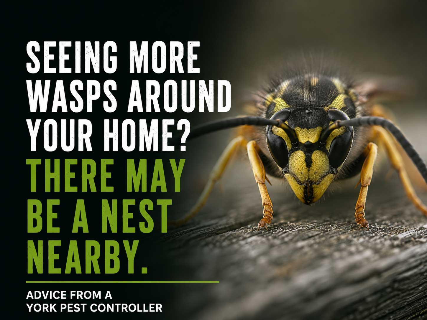 Wasps-around-your-house in York