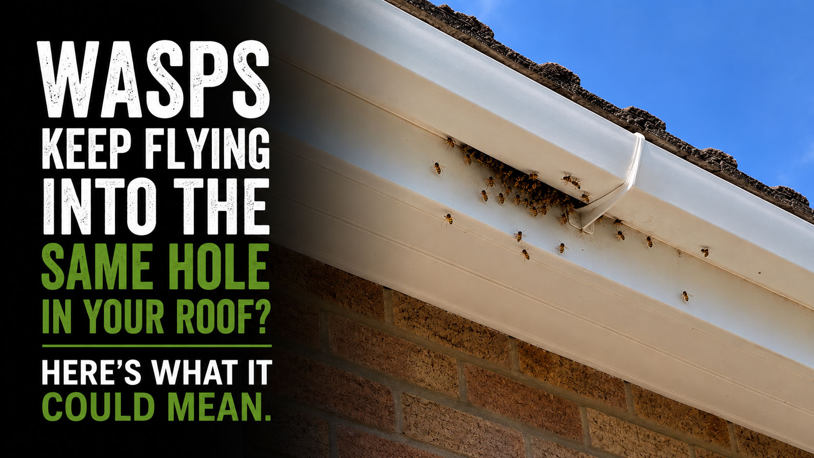 Wasp nest removal in York