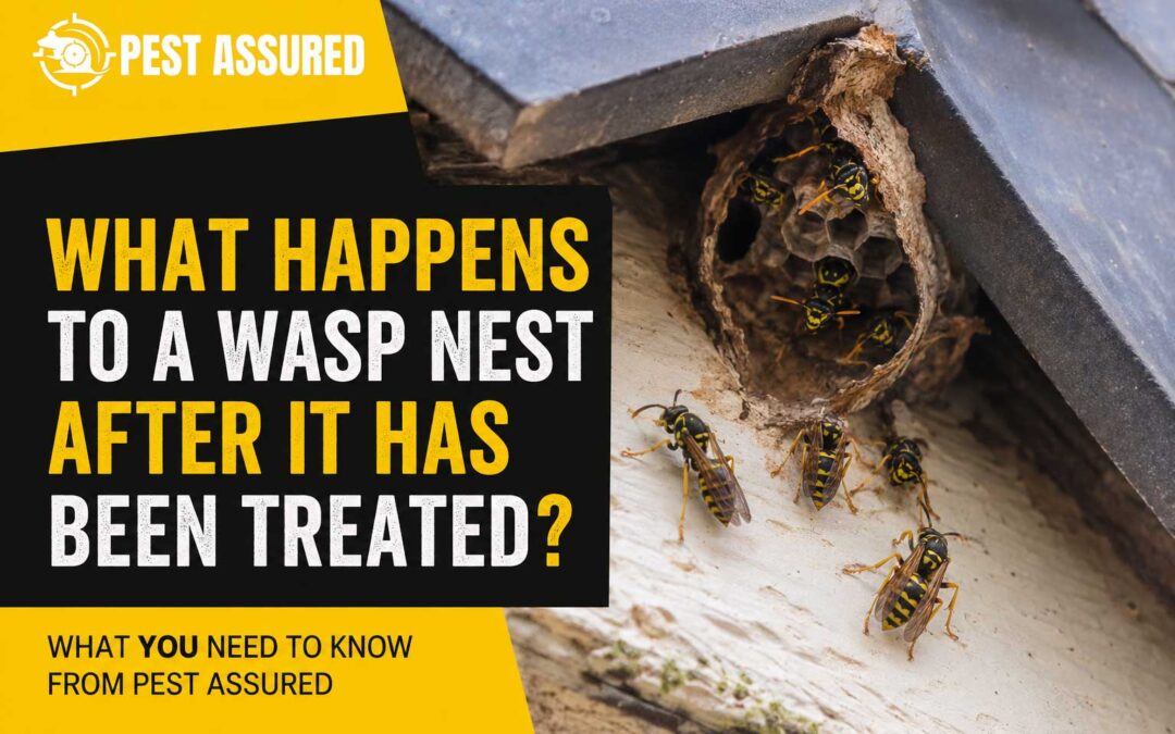 What Happens to a Wasp Nest After It Has Been Treated?