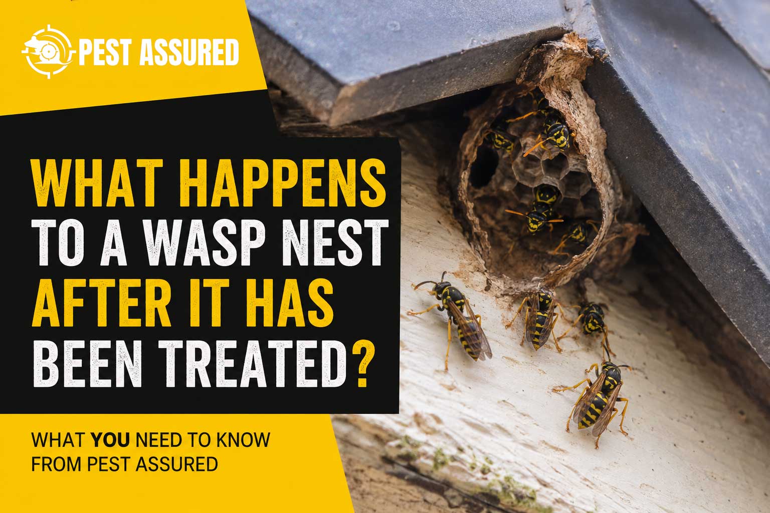 What-HAppens-to-a-wasps-nest-after-it-has-been-trreated